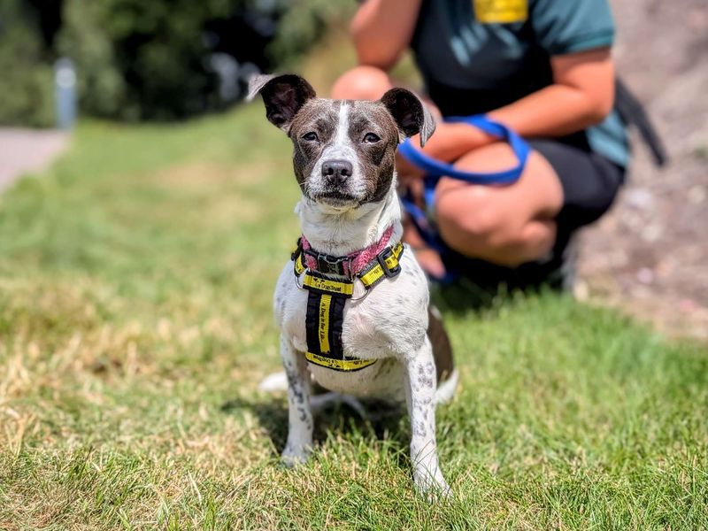 Jack Russell for adoption in Cardiff, Glamorgan – 1 year old - Image 6 of 10