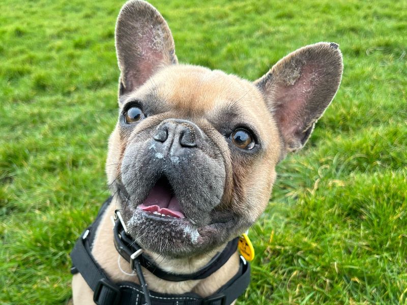 Bruno for sale in Shoreham by Sea, West Sussex | Image 3