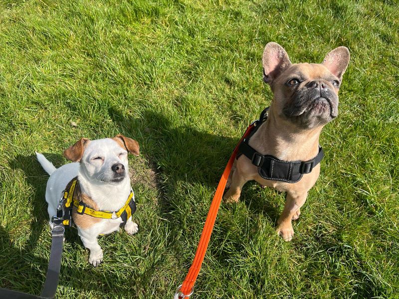 Bruno for sale in Shoreham by Sea, West Sussex | Image 2
