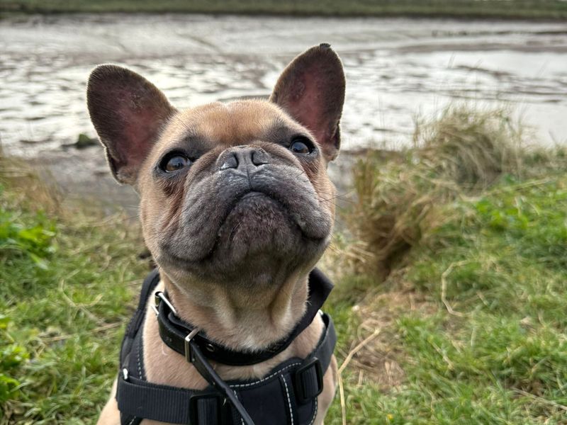 Bruno for sale in Shoreham by Sea, West Sussex