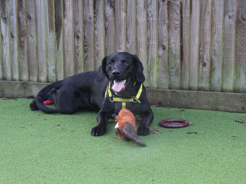 Cocker Spaniel for adoption in Glasgow – 2 years old - Image 2 of 3