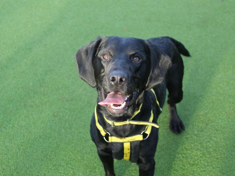 Cocker Spaniel for adoption in Glasgow – 2 years old - Image 3 of 3