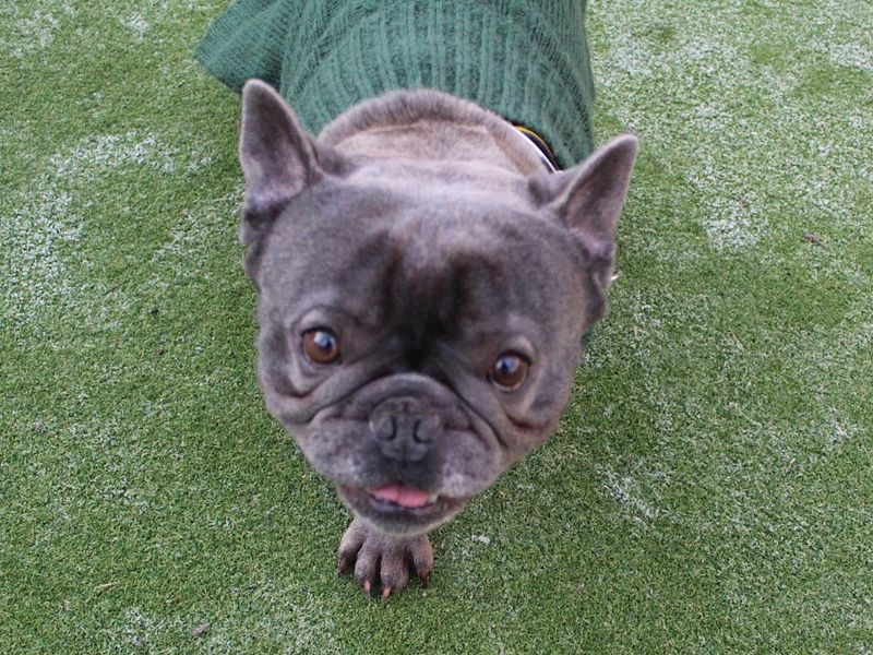 Bobby for sale in Evesham, Worcestershire | Image 3