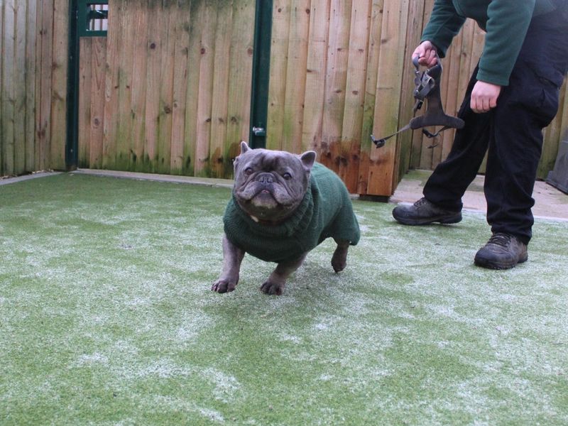 Bobby for sale in Evesham, Worcestershire | Image 2
