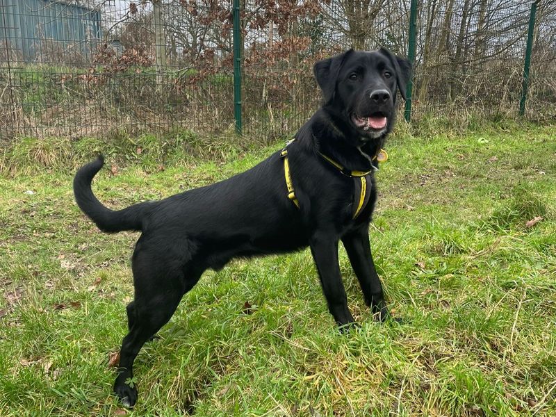 Dax for sale in Telford, Shropshire | Image 3