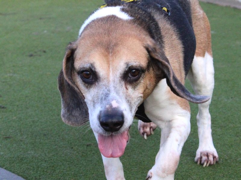 Beagle for adoption in Evesham, Worcestershire – 9 years old - Image 2 of 3