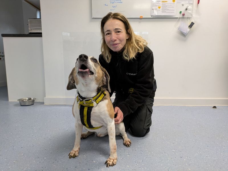 Bruno for sale in Evesham, Worcestershire | Image 3