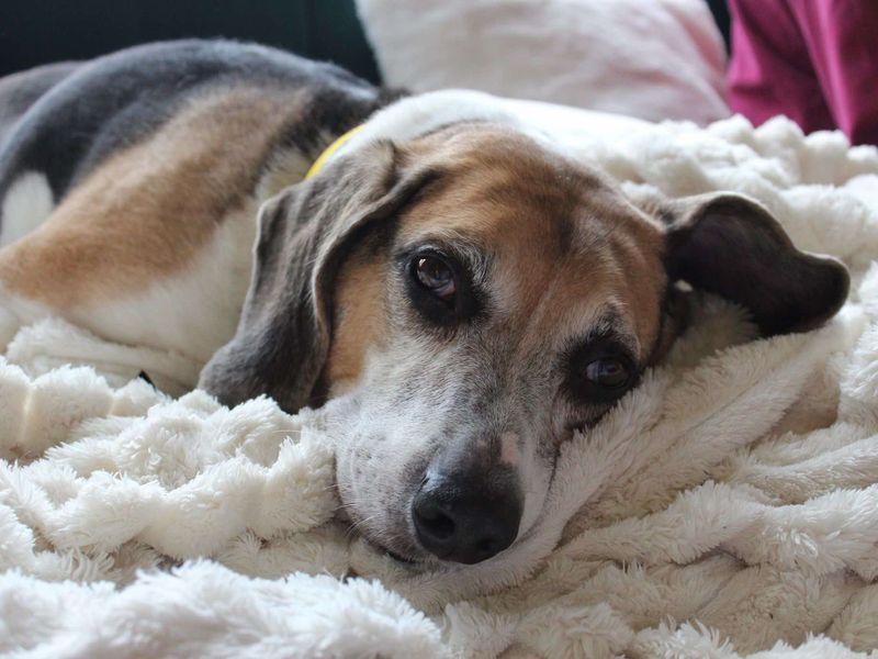 Bruno | Beagle | Evesham (Worcestershire) - 1