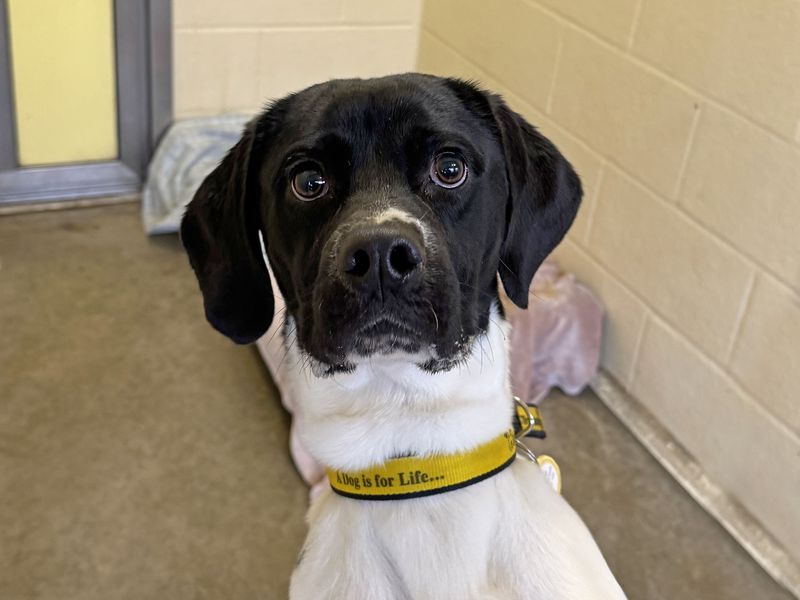 Ludo for sale in Wickford, Essex | Image 2