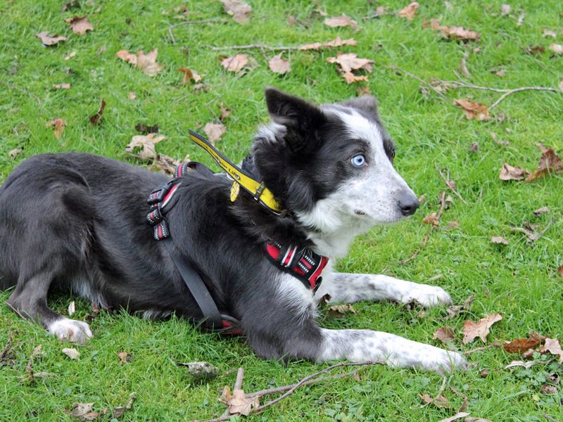 Border Collie for adoption in Liverpool, Merseyside – 7 years old