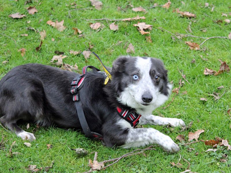 Border Collie for adoption in Liverpool, Merseyside – 8 years old - Image 3 of 3