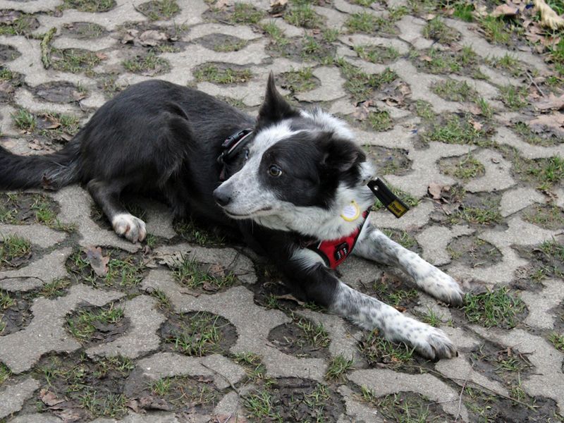 Border Collie for adoption in Liverpool, Merseyside – 8 years old - Image 2 of 3