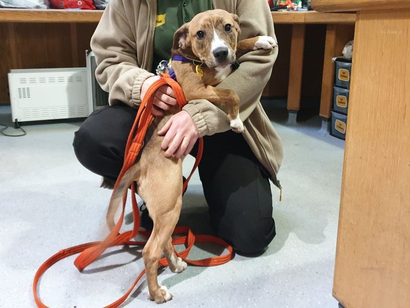 Beagle for adoption in Chestfield, Kent – 1 year old - Image 2 of 2