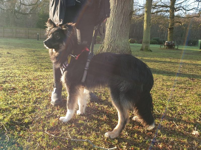 Jake for sale in Chestfield, Kent | Image 2