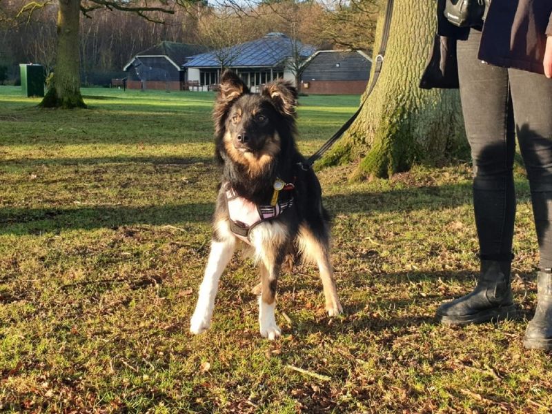 Jake for sale in Chestfield, Kent | Image 3