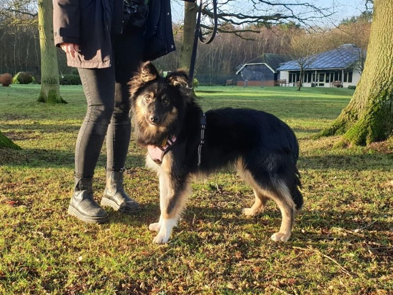 Jake for sale in Chestfield, Kent | Image 4