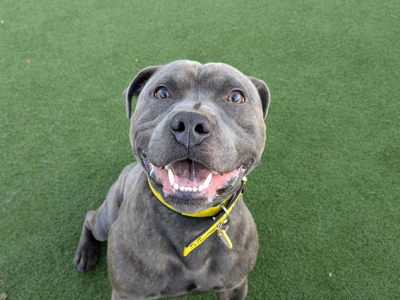 Staffordshire Bull Terrier for adoption in Glasgow, Scotland – 3 years old - Image 6 of 6