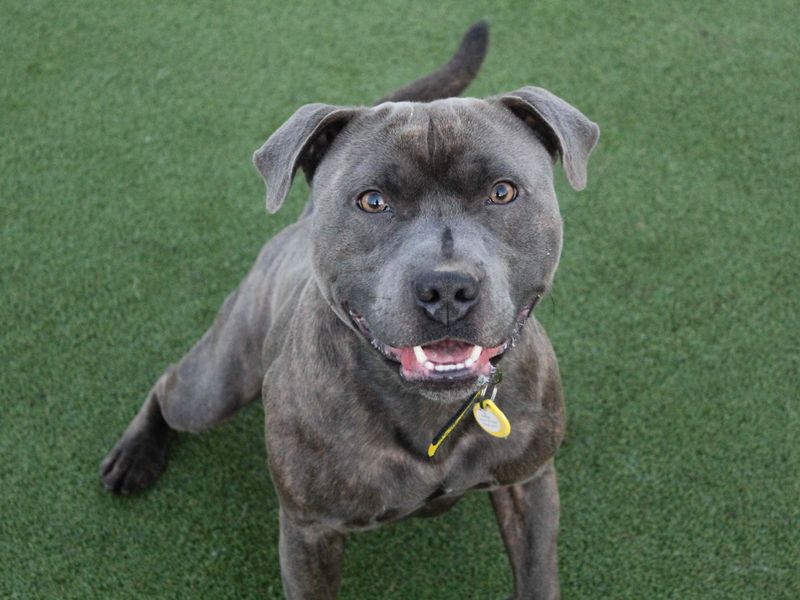 Staffordshire Bull Terrier for adoption in Glasgow, Scotland – 3 years old - Image 4 of 6