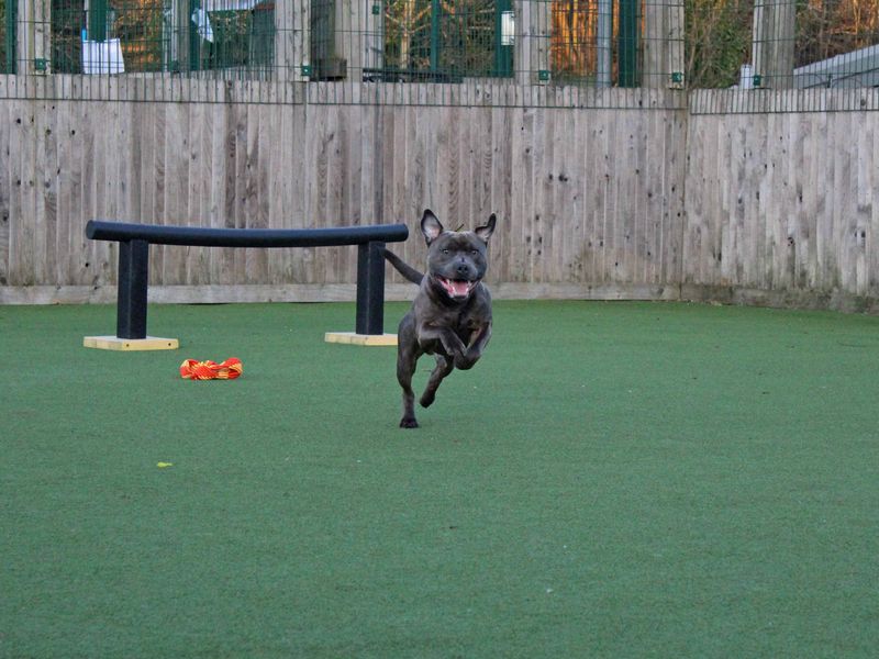 Staffordshire Bull Terrier for adoption in Glasgow, Scotland – 3 years old