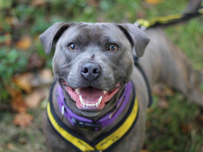 Staffordshire Bull Terrier for adoption in Glasgow, Scotland – 3 years old - Image 2 of 6