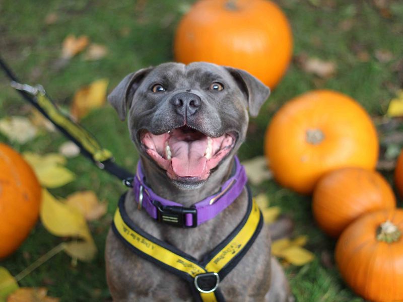 Staffordshire Bull Terrier for adoption in Glasgow, Scotland – 3 years old - Image 3 of 6