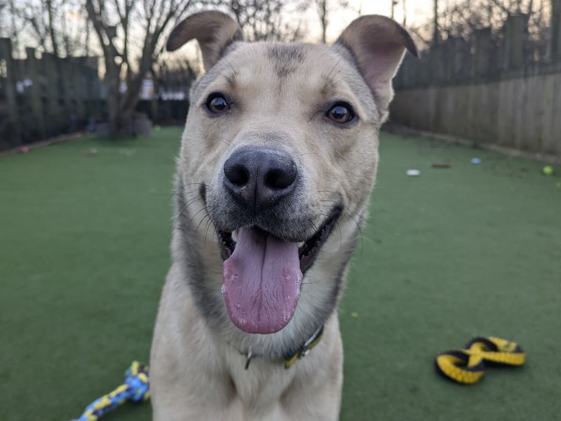 Siberian Husky for adoption in Glasgow, City of Glasgow – 4 years old - Image 2 of 3