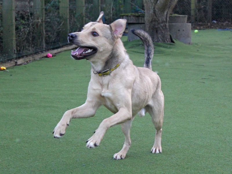 Siberian Husky for adoption in Glasgow, City of Glasgow – 4 years old - Image 3 of 3
