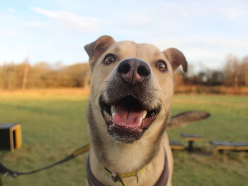 Finn for sale in Glasgow, Scotland | Image 4