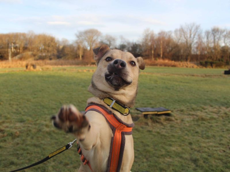 Staffordshire Bull Terrier for adoption in Glasgow, Scotland – 3 years old - Image 5 of 7
