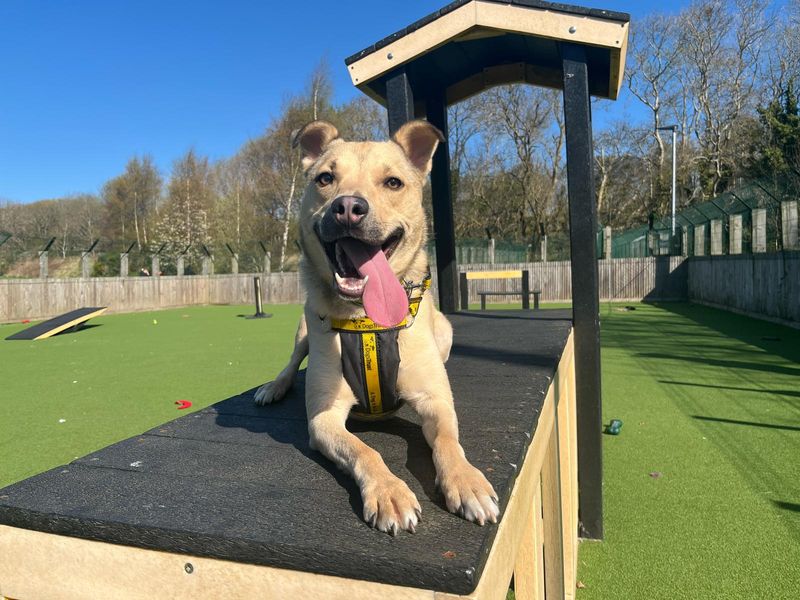 Staffordshire Bull Terrier for adoption in Glasgow, Scotland – 3 years old - Image 6 of 7