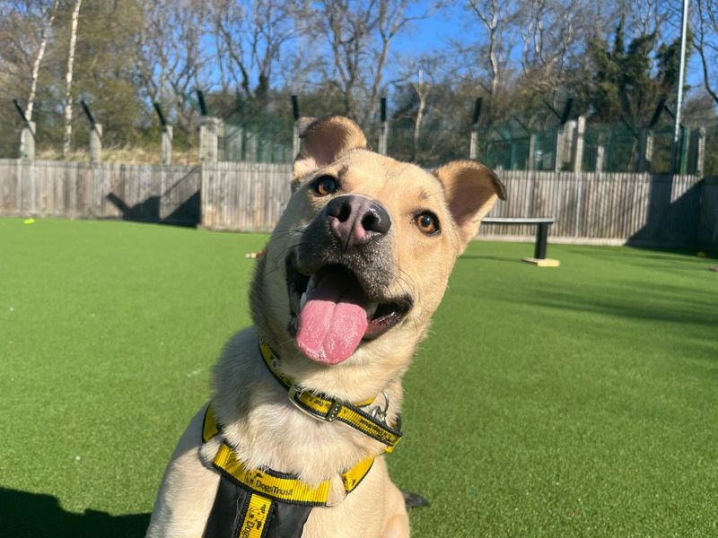Finn for sale in Glasgow, Scotland