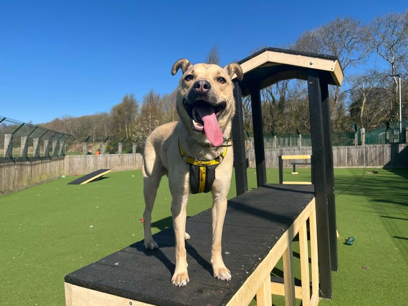 Staffordshire Bull Terrier for adoption in Glasgow, Scotland – 3 years old - Image 2 of 7