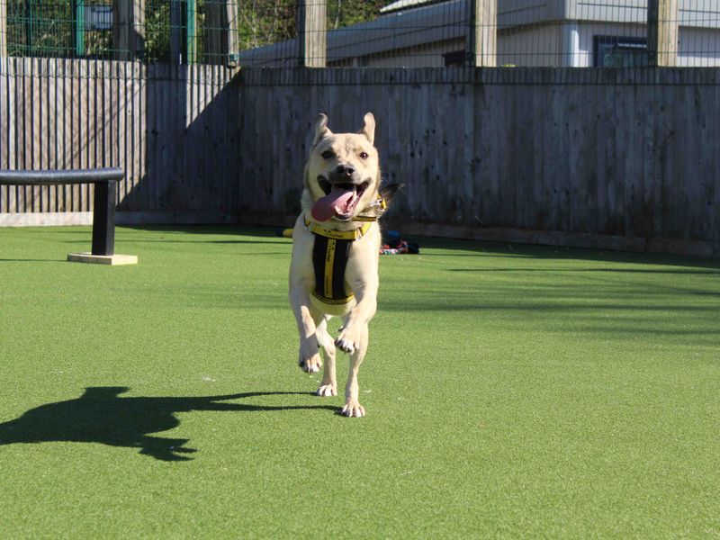 Staffordshire Bull Terrier for adoption in Glasgow, Scotland – 3 years old - Image 7 of 7