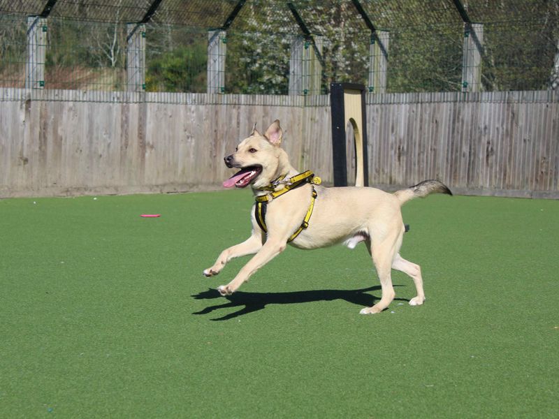 Staffordshire Bull Terrier for adoption in Glasgow, Scotland – 3 years old - Image 3 of 7