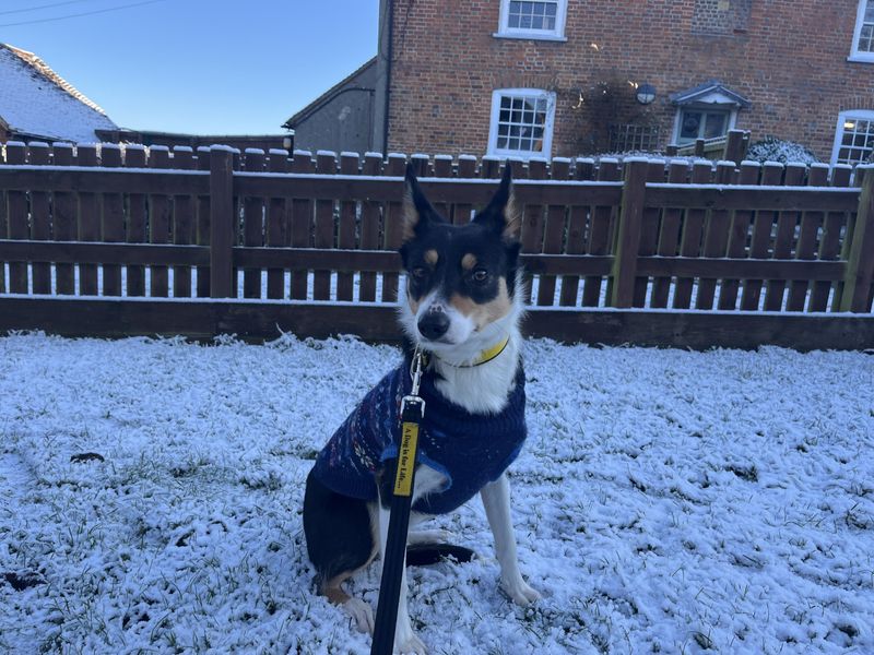 Gracie for sale in Newbury, Berks | Image 2