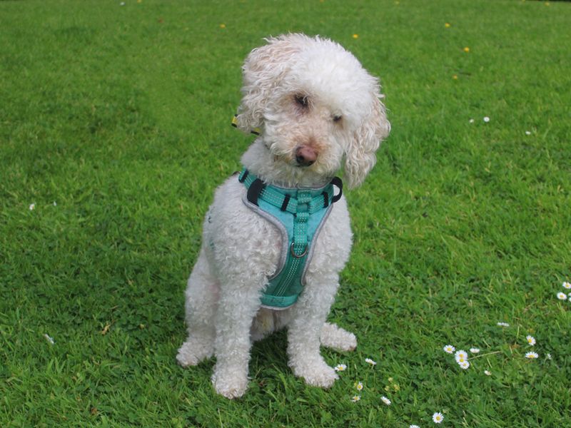 Ted for sale in Liverpool, Merseyside