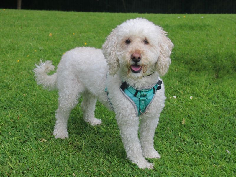 Poodle for adoption in Liverpool, Merseyside – 6 years old - Image 2 of 3