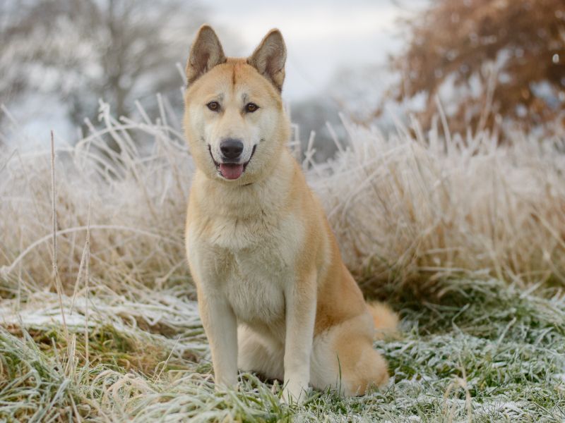 Siberian Husky for adoption in Kenilworth, Warks – 1 year old