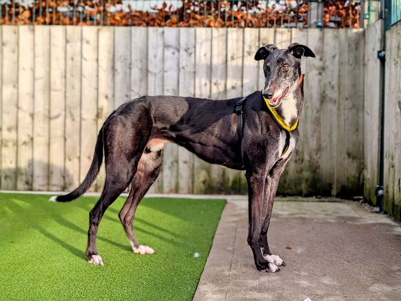 Greyhound for adoption in Cardiff, Glamorgan – 4 years old - Image 2 of 3