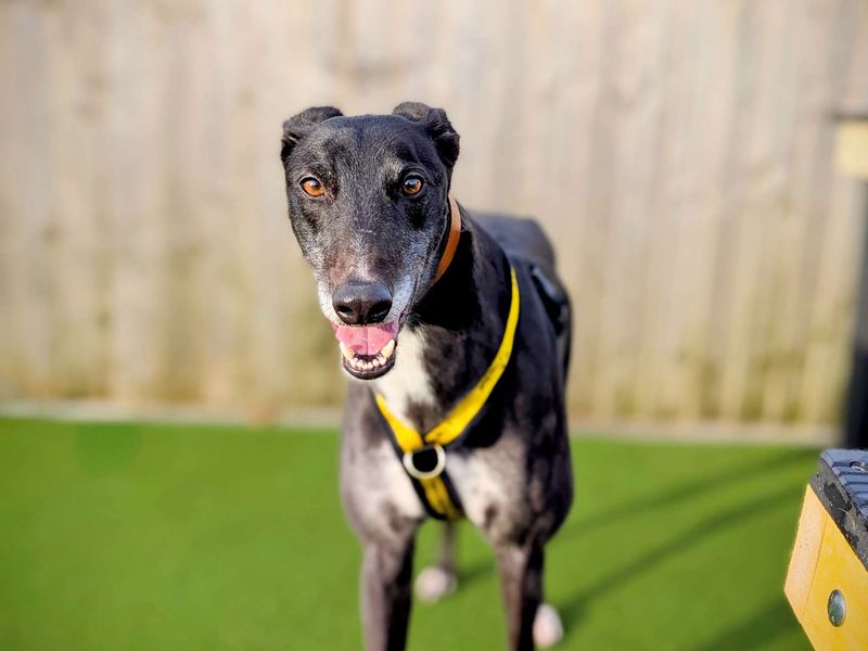 Greyhound for adoption in Cardiff, Glamorgan – 4 years old - Image 3 of 3