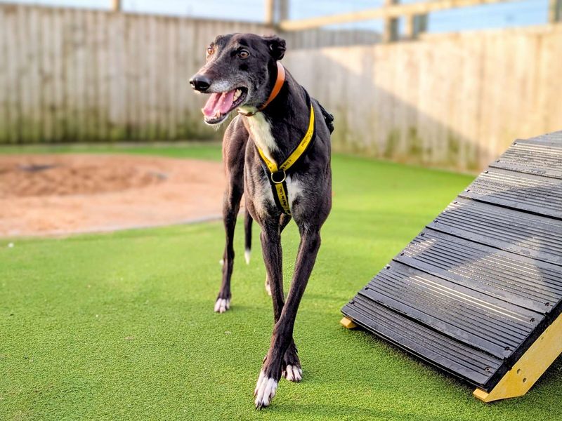 Greyhound for adoption in Cardiff, Glamorgan – 4 years old - Image 1 of 3