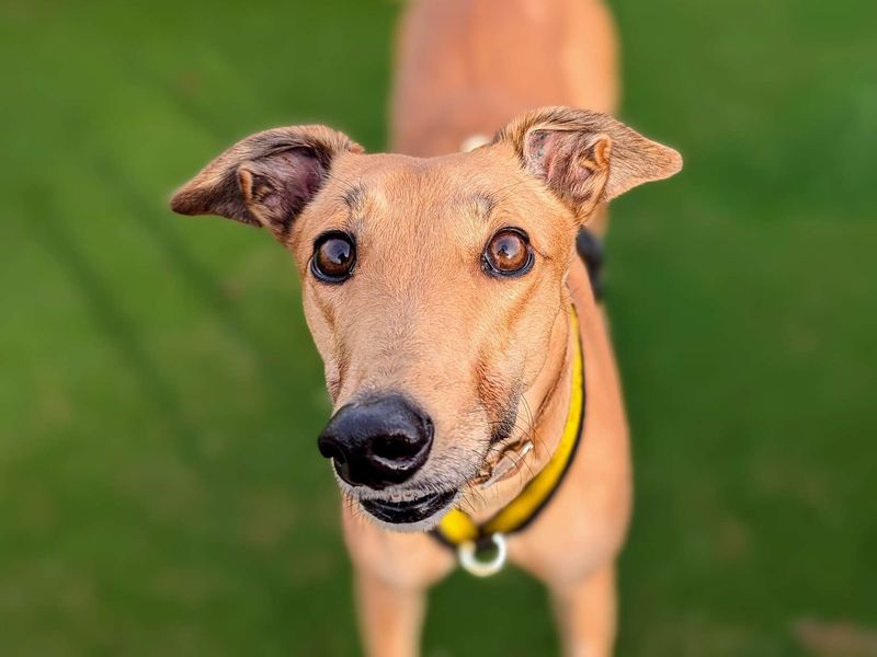 Greyhound for adoption in Cardiff, Glamorgan – 3 years old - Image 2 of 4