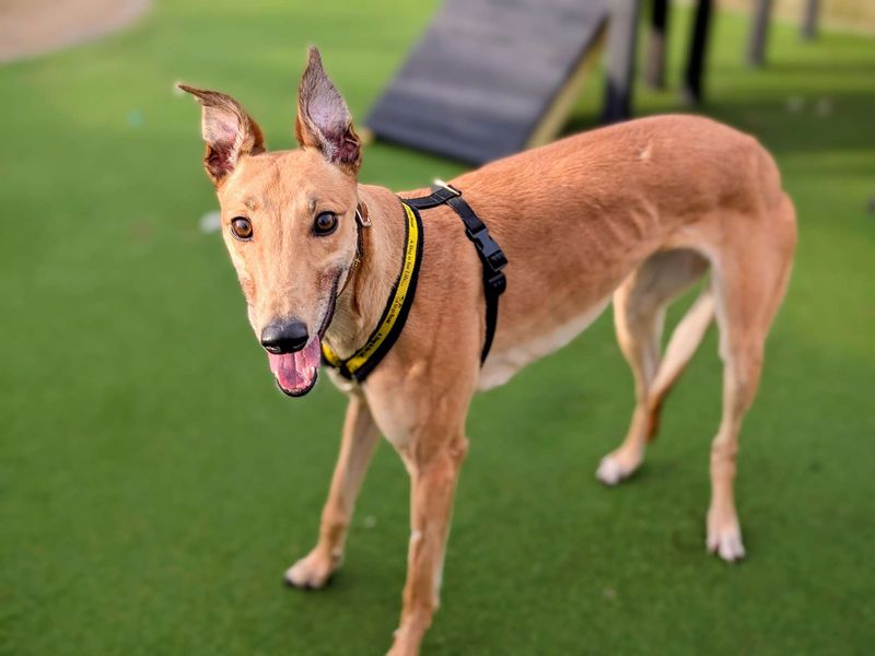 Greyhound for adoption in Cardiff, Glamorgan – 3 years old - Image 3 of 4