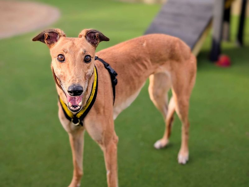 Greyhound for adoption in Cardiff, Glamorgan – 3 years old - Image 4 of 4