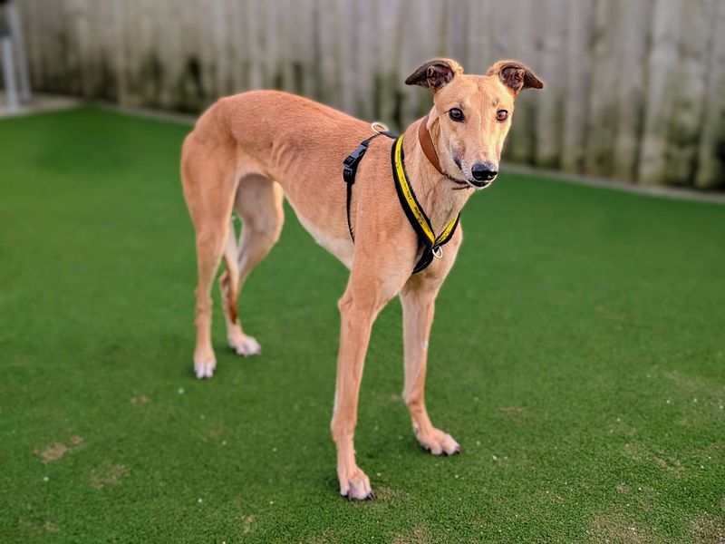 Greyhound for adoption in Cardiff, Glamorgan – 3 years old - Image 1 of 4