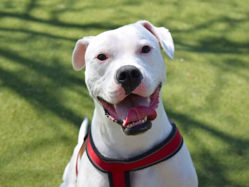 American Bulldog Dogs And Puppies For Adoption