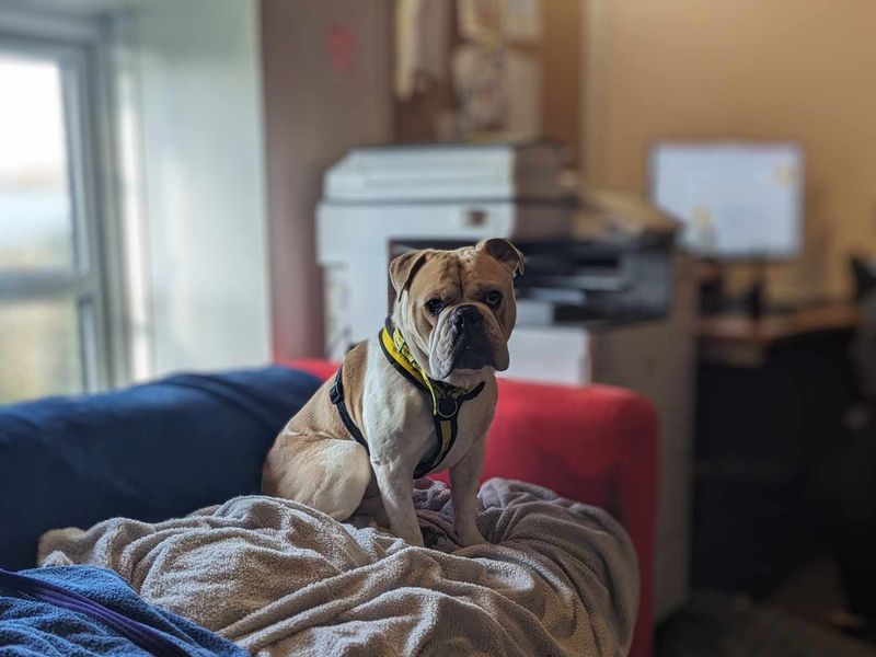 English Bulldog for adoption in Mid Glamorgan, Wales – 7 years old - Image 2 of 6