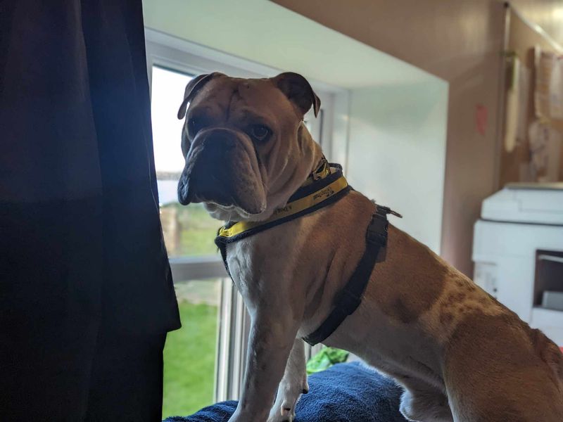 English Bulldog for adoption in Mid Glamorgan, Wales – 7 years old - Image 3 of 6