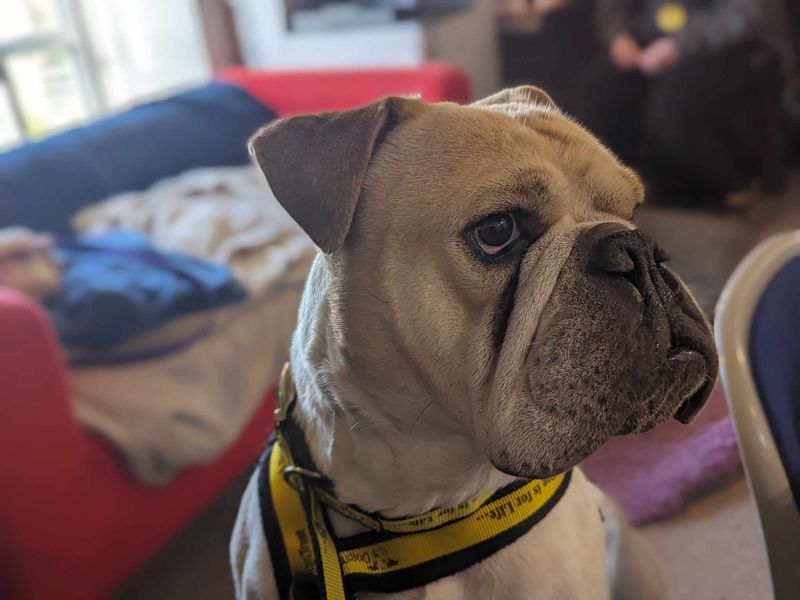 English Bulldog for adoption in Mid Glamorgan, Wales – 7 years old - Image 6 of 6