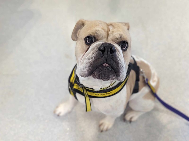 English Bulldog for adoption in Mid Glamorgan, Wales – 7 years old - Image 4 of 6